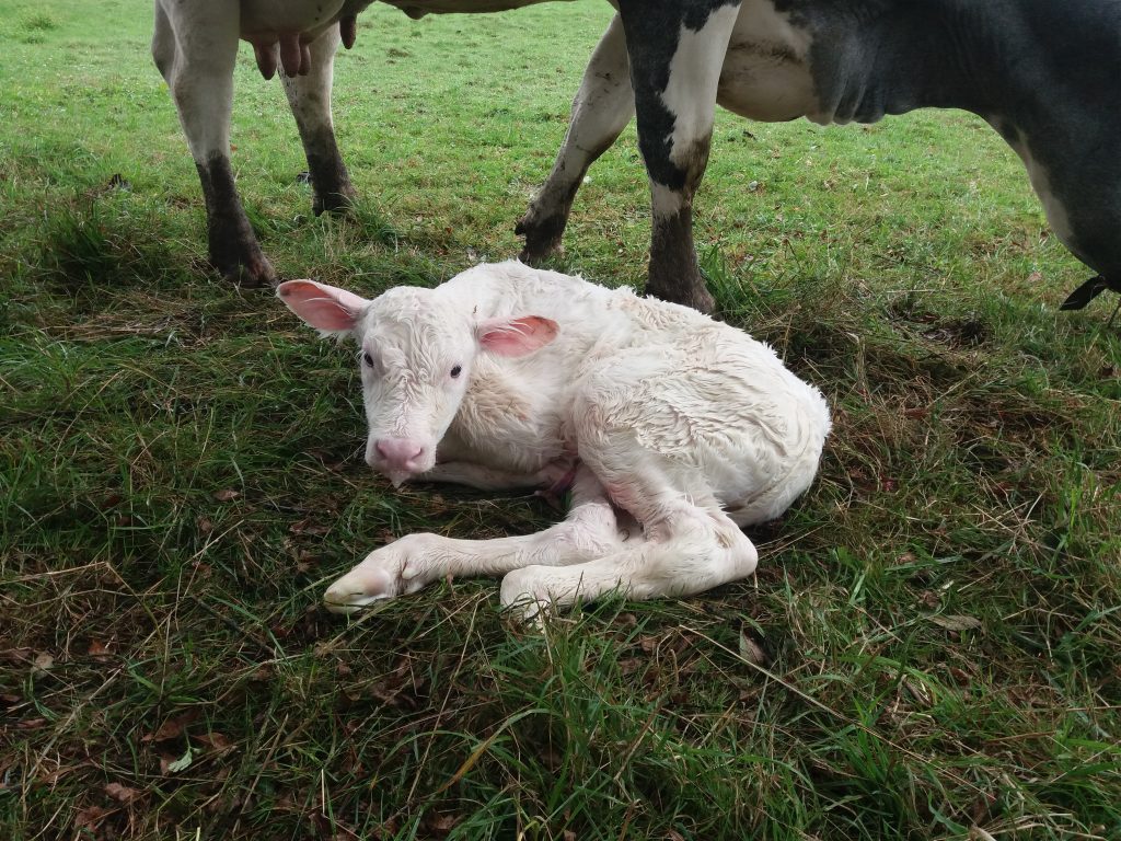 Bovine colostrum. Newborn calf in colostrum or colostrum feeding period