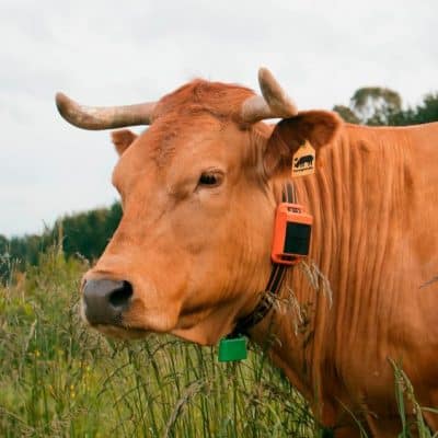 vaca con collar gps RUMI en el campo