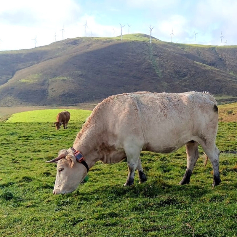 collar gps para vacas colocado en una vaca blanca en el campo mientras pasta