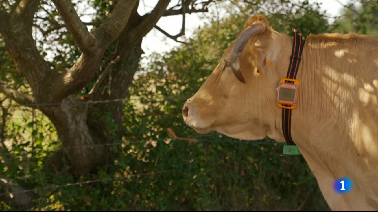 collar gps para vacas colocado en una vaca rubia gallega