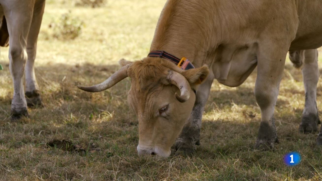 gps para vacas en una vaca rubia gallega