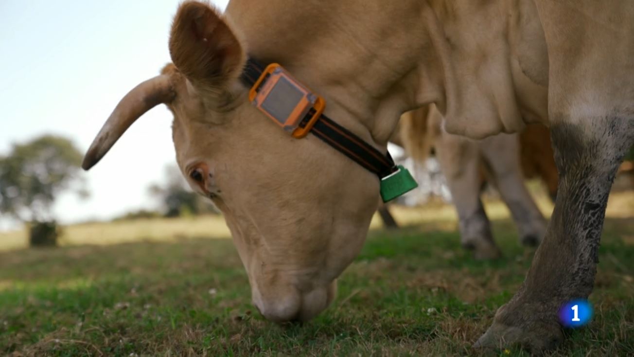 collar gps para vacas puesto en una vaca rubia gallega