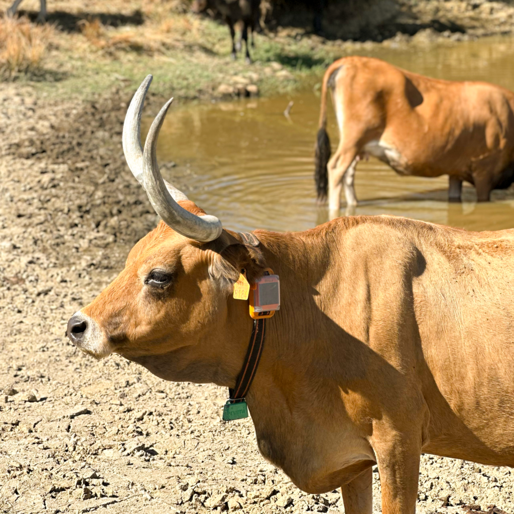 a cow with gps standing in a pond