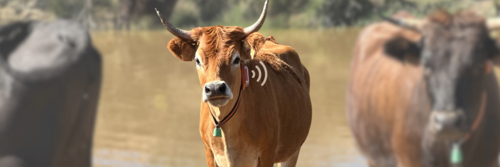 collar inteligente para vacas