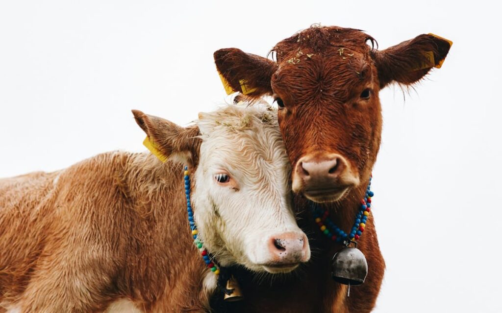 Vacas amorosas por el celo