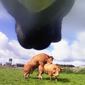 Luna, unha das nosas vacas, captou esta escena cunha cámara ao pescozo.