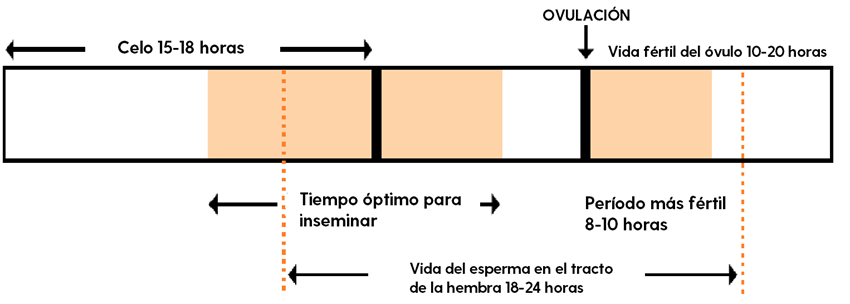Relación dos tempos medios entre os eventos reprodutivos (adaptado de Heat Detection and Timing of Insemination for Cattle)