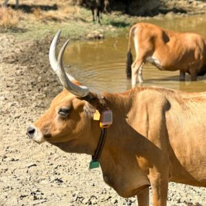 Cachena cows with Rumi monitoring device.