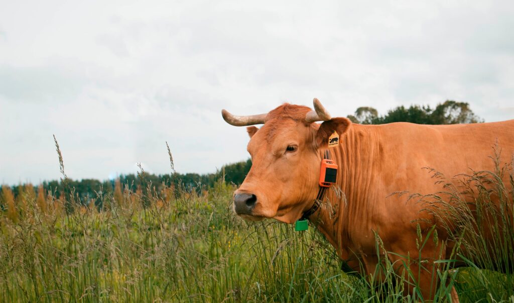 Vaca tranquila en el campo utilizando el collar de RUMI