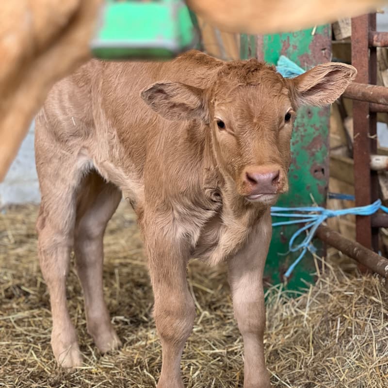 El precio de los collares inteligentes para vacas también debe incluir el cálculo de los intervalos individuales de cada animal.