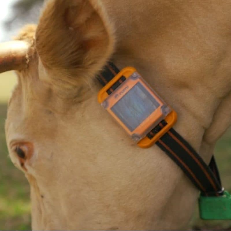 Plano frontal de vaca utilizando el collar RUMI