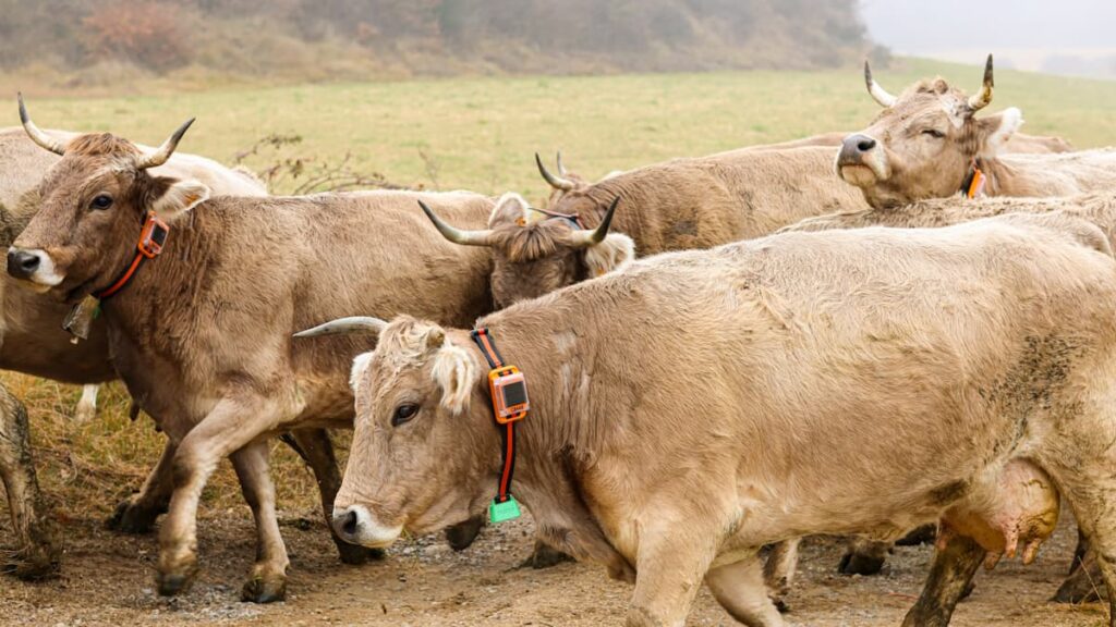 Vacas usando el collar RUMI
