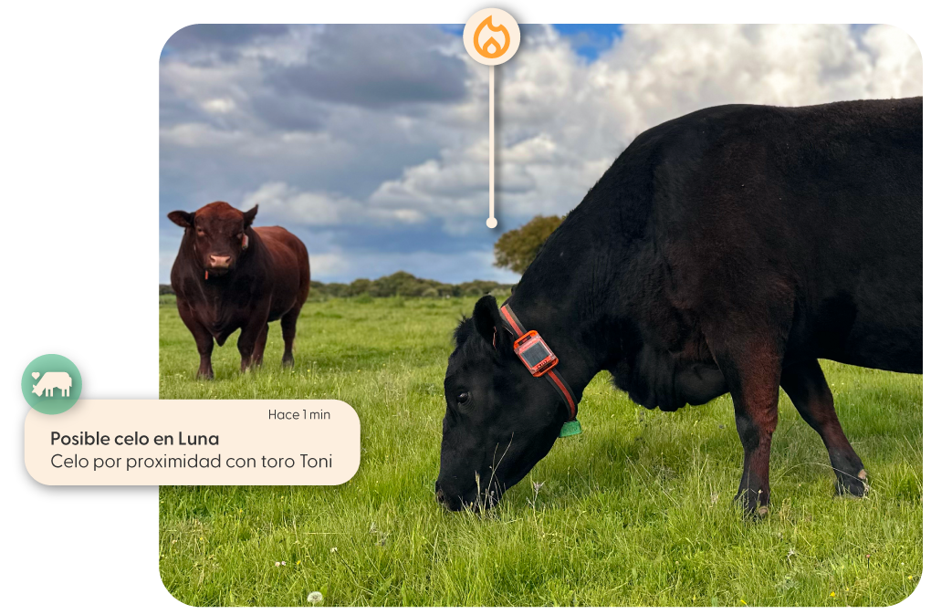 Detectar celo en vacas por proximidad con toro
