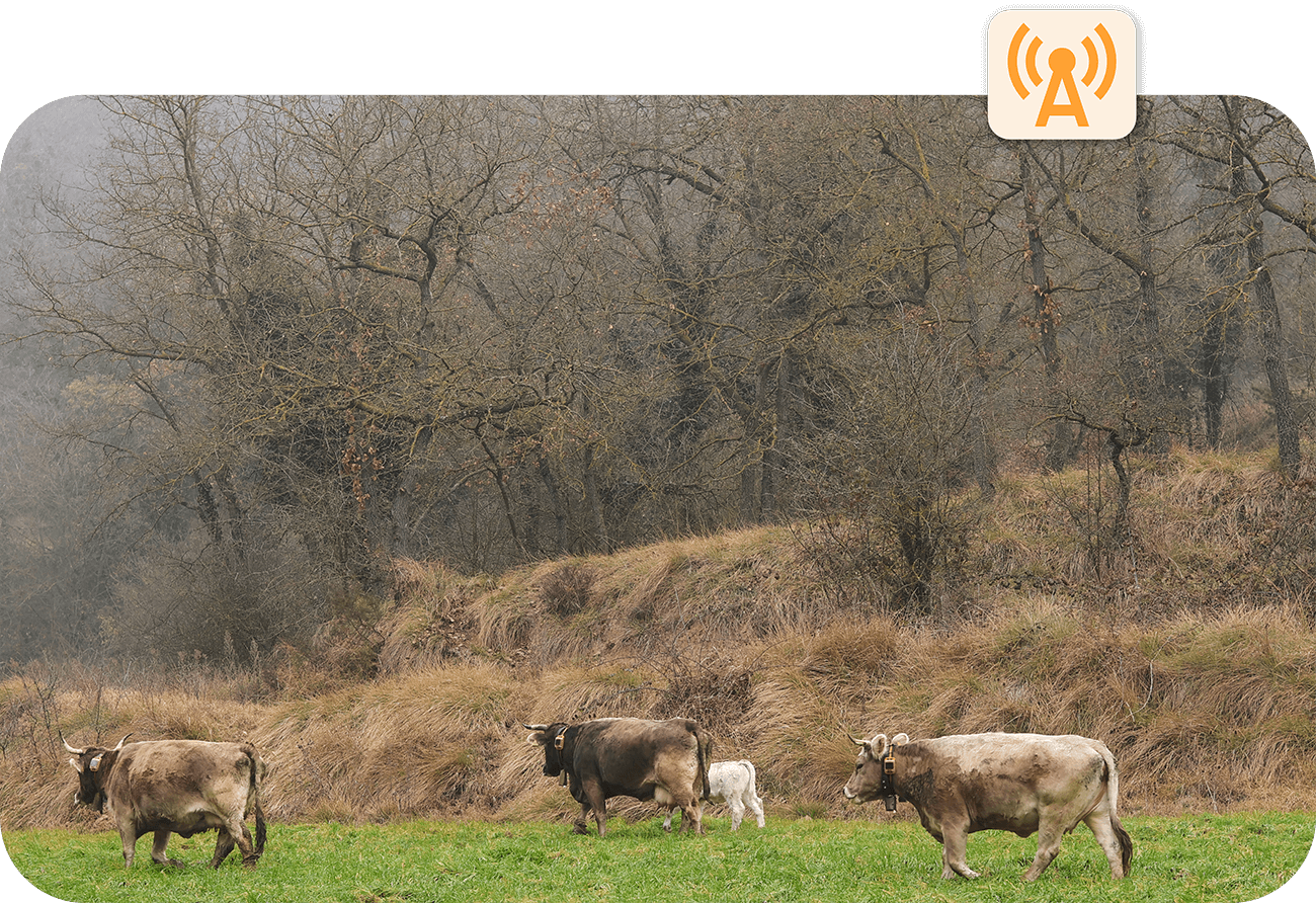 Gps para vacas con cobertura LoRaWAN