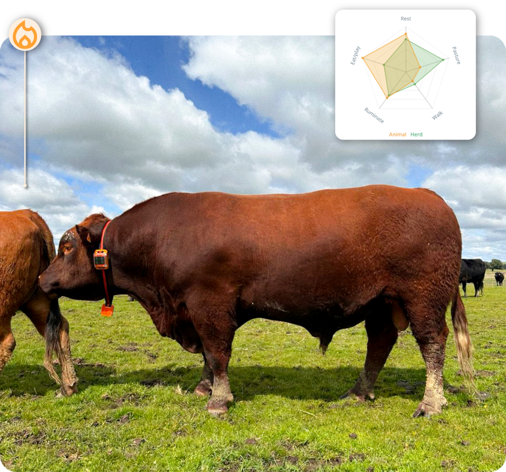 Heat detection by proximity with the bull