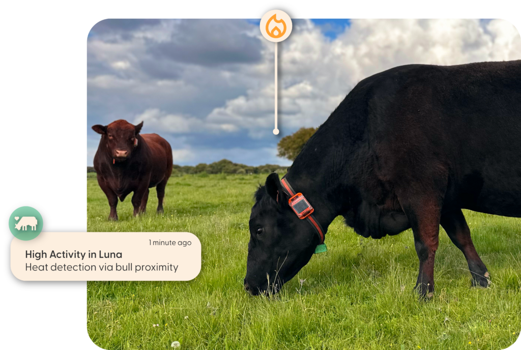 Heat detection using bull proximity behavior