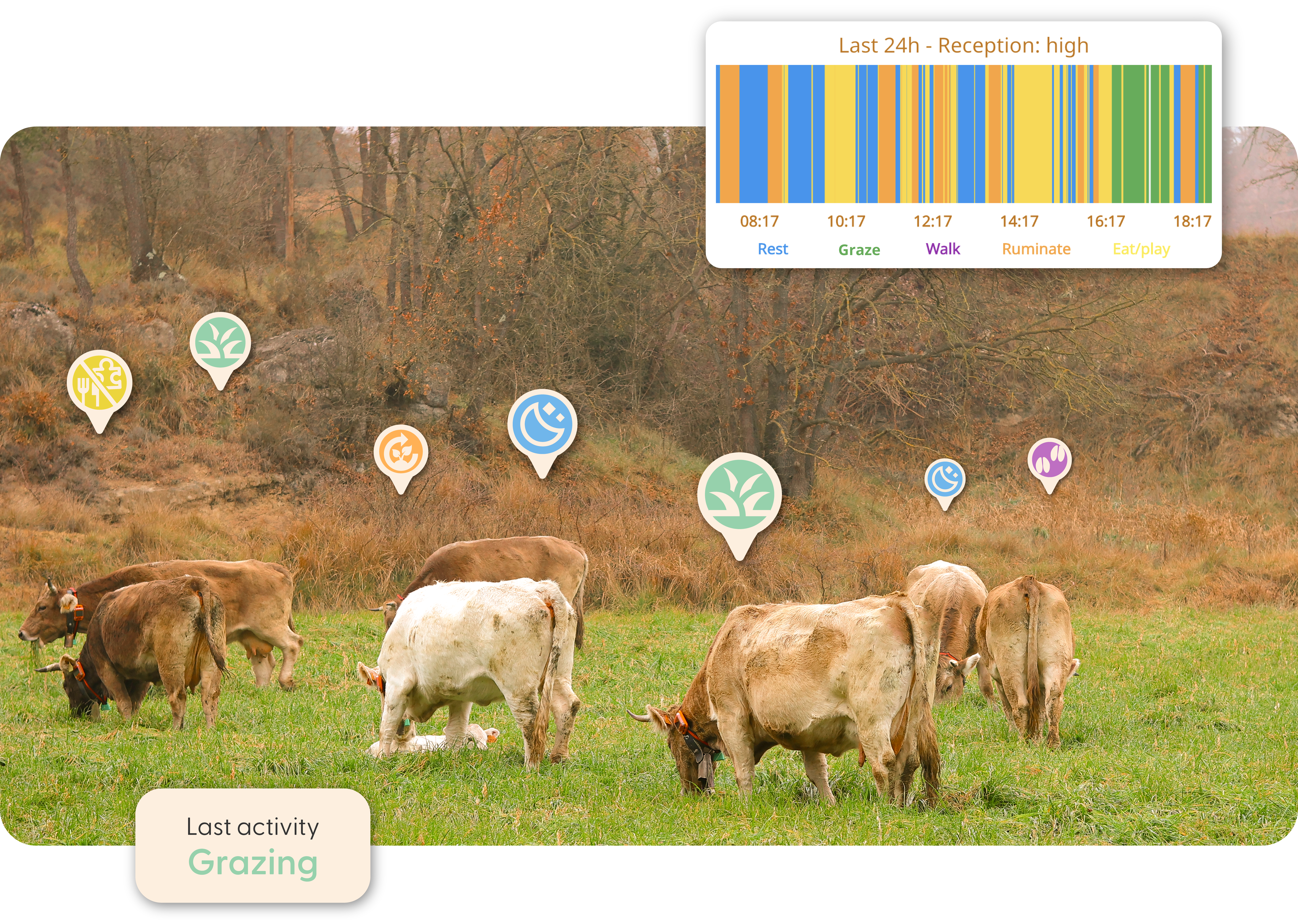 Cattle activities monitored in real time