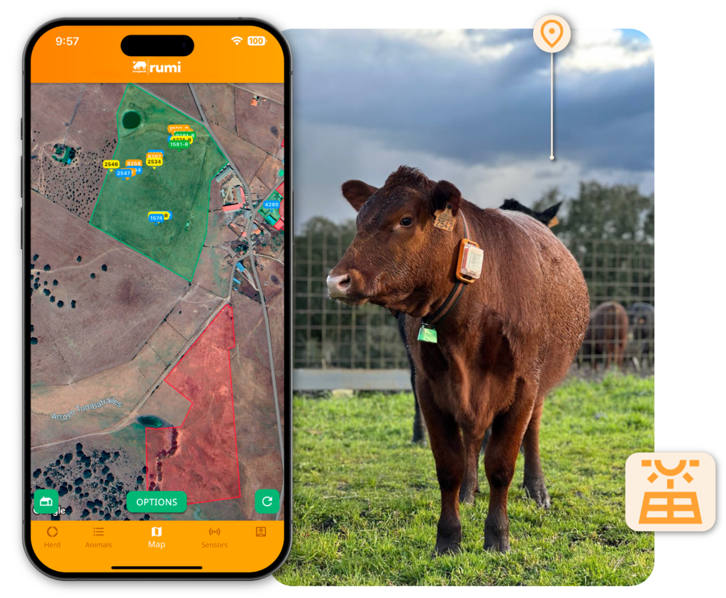 GPS cows location in real time