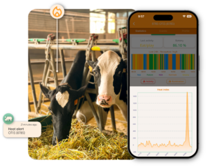 Detección de celo en vacas