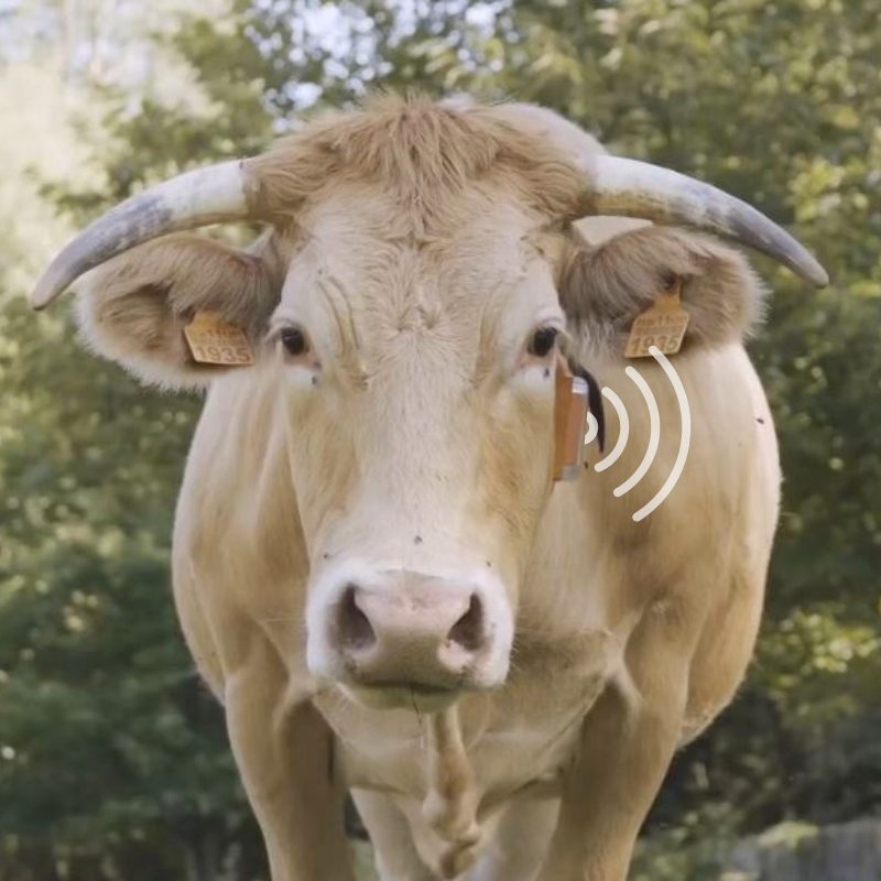 collar gps para vaca emitiendo señal